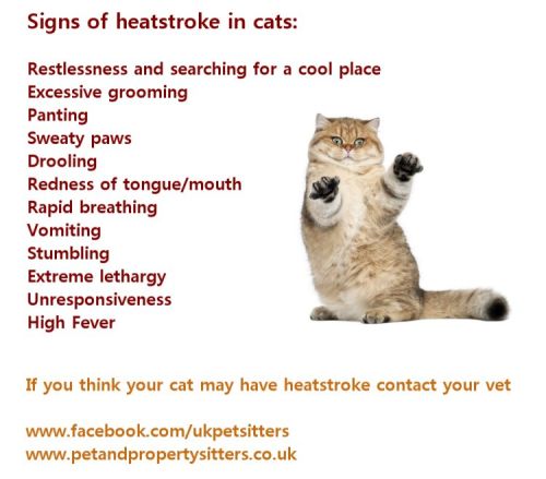 Heat stroke in cats