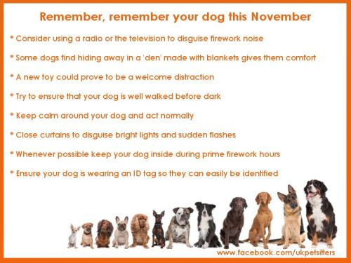 Looking after dogs on Bonfire night