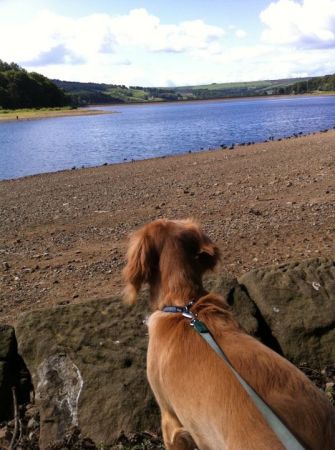 Dog walkers in Harrogate