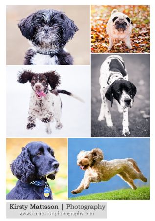 pet photography in Leeds