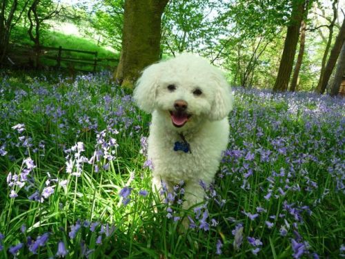 Arranging a dog sitter on Duchy Road