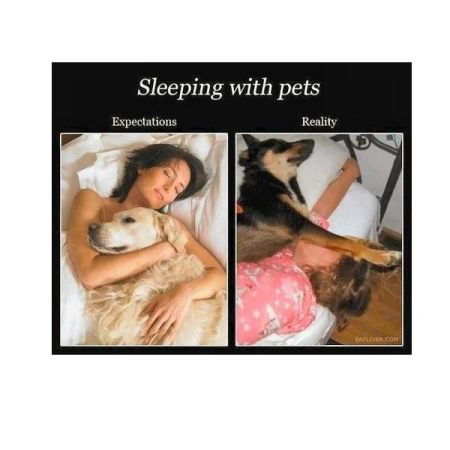 Sleeping with pets?