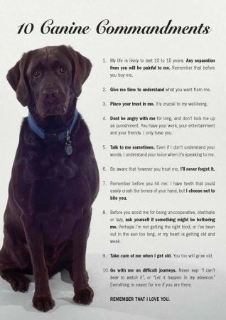 Ten dog commandments