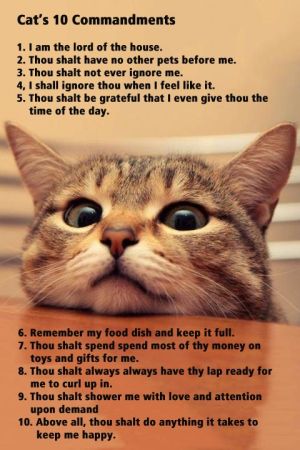 10 cat commandments