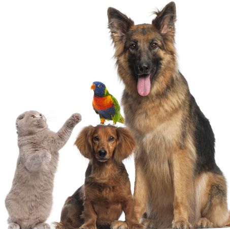 Arranging a Pet sitter in Sheffield