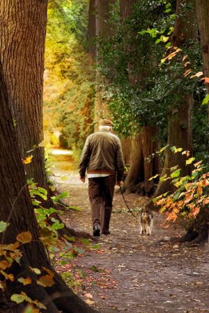 Dog walker in Knaresborough